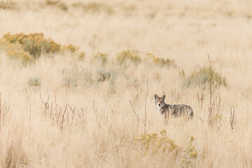 A coyote prowling through the grass