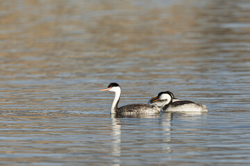 Western Grebes in the Water