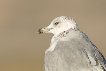 A seagulls close up