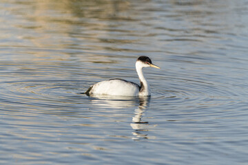 Western Grebes in the Water