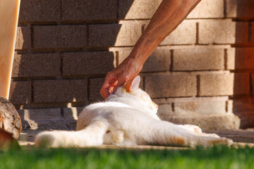two cats kittens playing toegether