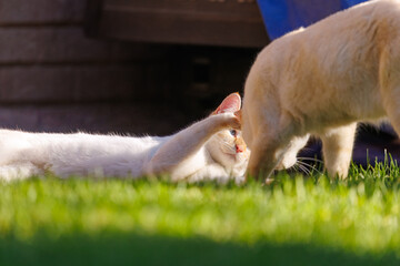 two cats kittens playing toegether