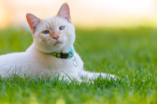 two cats kittens playing toegether