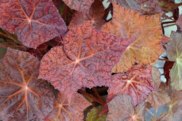The vibrant color leaves of Begonia Rhizomatous Solar Flare, a tropical houseplant