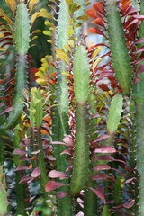 Three-Rib Spurge, a tropical plant, also known as Euphorbia Trigona Rubra
