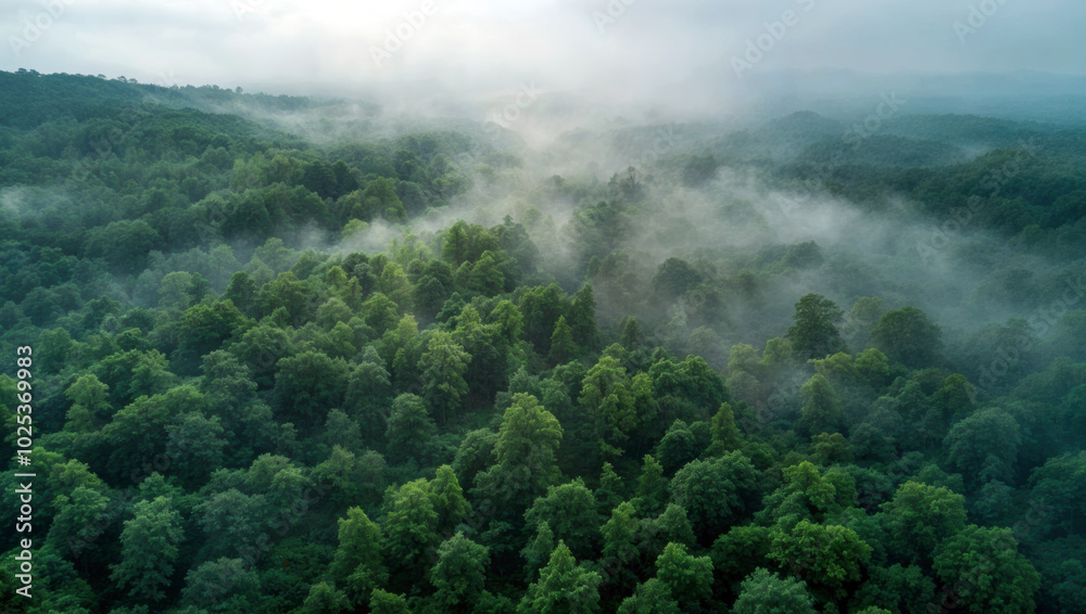 Poster aerial view of a lush green forest covered by a low layer of fog during sunrise