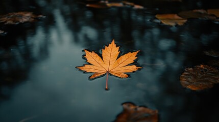 A Single Maple Leaf Floating on a Dark Water Surface