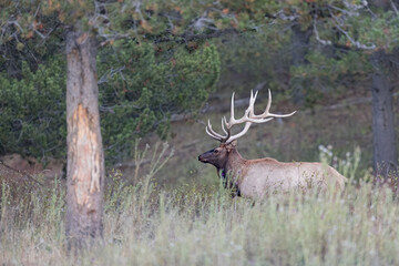 Male Elk in the evening