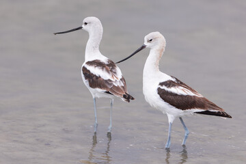 A great grey owl on the hunt