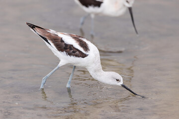 A great grey owl on the hunt