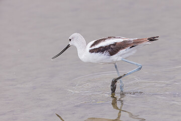 A great grey owl on the hunt