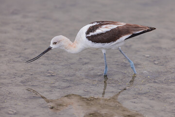 A great grey owl on the hunt