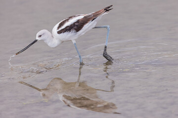A great grey owl on the hunt