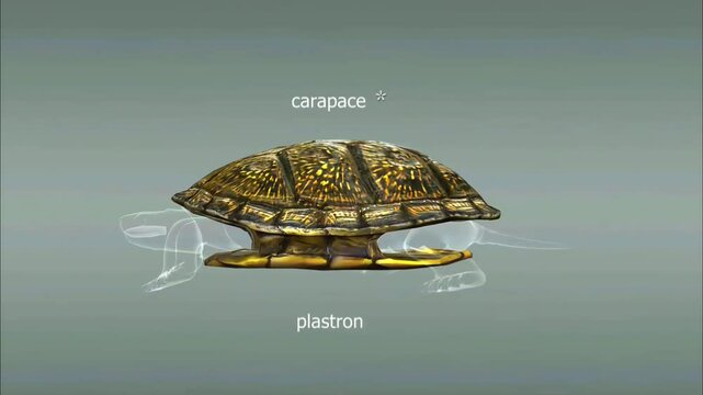 Shell, skeleton and withdrawal of European Pond turtle