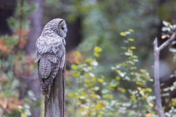 A great grey owl on the hunt