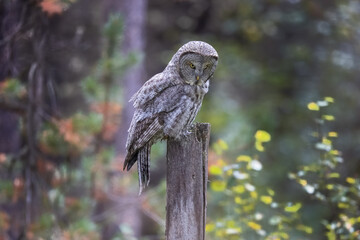 A great grey owl on the hunt