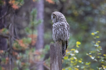 A Great Grey Owl on the Hunt