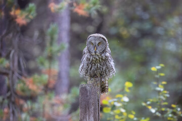 A Great Grey Owl on the Hunt