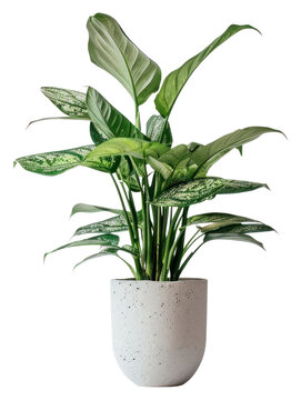 Fototapeta PNG  Elegant indoor potted green plant