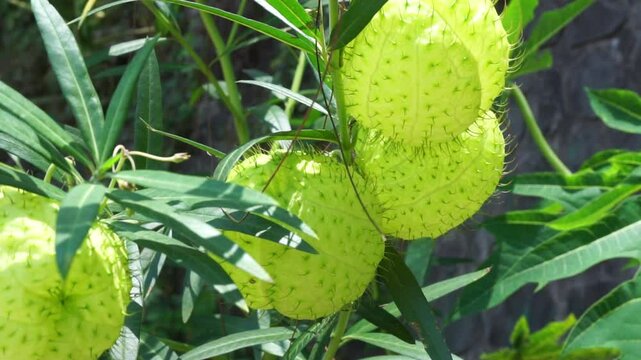 Gomphocarpus physocarpus (hairy balls, balloon plant, balloon cotton bush, bishop's balls, nailhead, swan plant, milkweed, ornamental plant) with a natural background