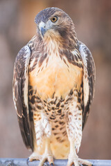 A Red Tailed Hawks Portrait up close