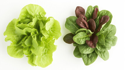 lettuce or spinach: a close-up, top-down view of lettuce leaves and spinach leaves, placed side by side with a small gap on a clean white background