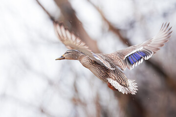 Mallards as they take flight