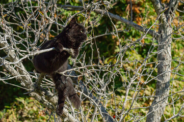 Cat in the garden. A black kitten sits on a tree branch in autumn