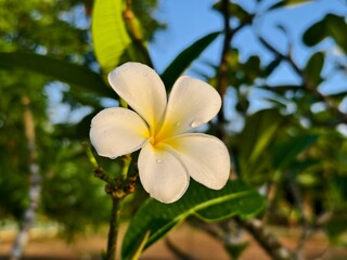 Plumeria flowers in the morning