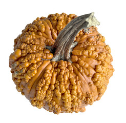 Top view of pumpkin, Warty Pumpkin