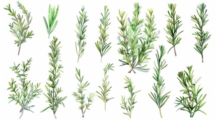 Fototapeta premium Set of fresh rosemary on white background