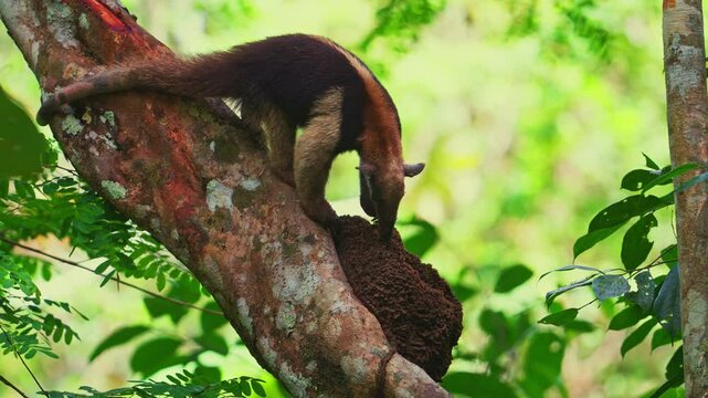Northern tamandua feeding on termites