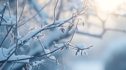 Tree branches covered with snow in winter, close-up, background
