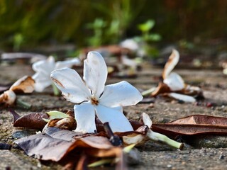 Cerbera odollam flower falls and sits on cement