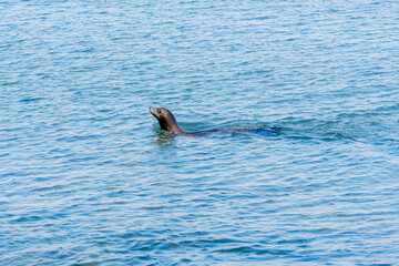 Fototapeta premium sea lion swimming in ocean