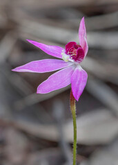 Close-up of Caladenia hillmanii (Purple-Heart Fingers or Purple Heart Orchid) - endemic to NSW, Australia