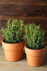 Rosemary plants growing in pots on wooden table. Aromatic herb
