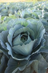 Obraz premium Green cabbages growing in field on sunny day, closeup