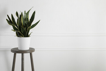Green houseplant on stool near white wall at home. Space for text