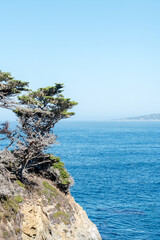 tree on cliff with ocean