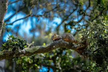 squirrel on a branch