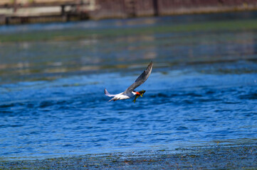 A Caspian Tern Catches a Fish at Lake Erie Metropark, in Brownstown Charter Township, Michigan.