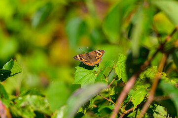 A Common Buckeye Butterfly at Lake Erie Metropark, in Brownstown Charter Township, Michigan.