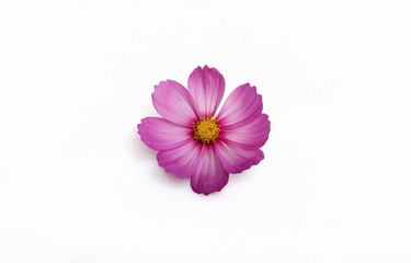 A single pink flower with a yellow center sits on a white background.