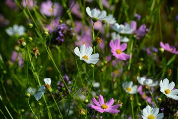 畑に咲き誇るオオハルシャギク（大春車菊）コスモス