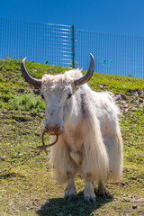 Close up on the yak standing at the grassland near Qinghai Lake, China
