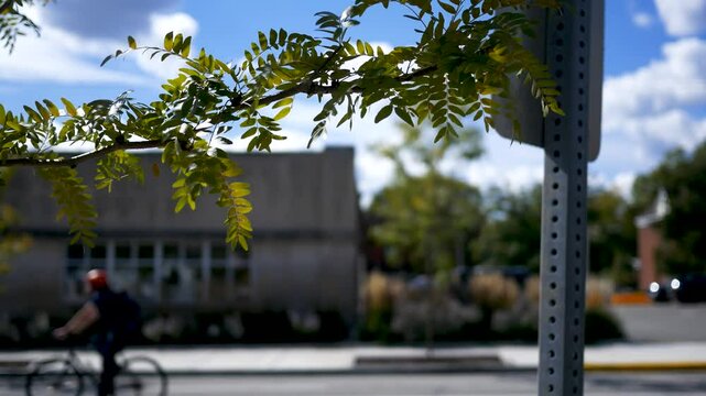 Scene Setter - Modern government building with foreground branches
