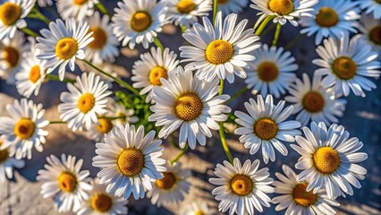 Obraz premium Close-Up daisies with top-down view, selective focus, raised shadows