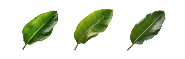 Three isolated green banana leaves on a white background.
