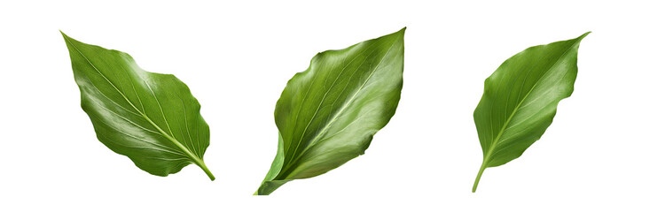 Obraz premium Three isolated green leaves with visible veins, on a white background.